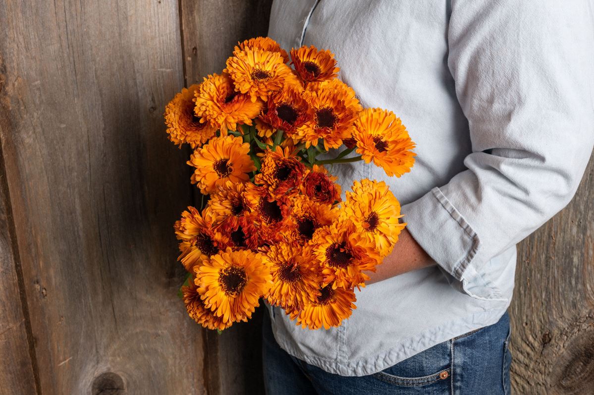 Orange Button – Calendula Seed